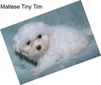 Maltese Tiny Tim