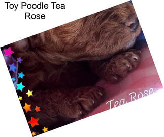 Toy Poodle Tea Rose