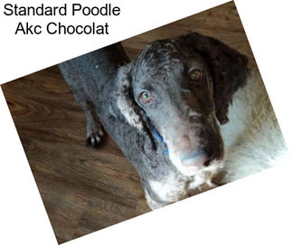 Standard Poodle Akc Chocolat