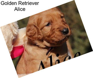 Golden Retriever Alice