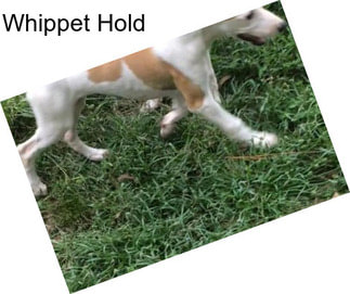 Whippet Hold