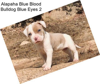 Alapaha Blue Blood Bulldog Blue Eyes 2