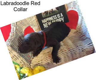 Labradoodle Red Collar