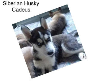Siberian Husky Cadeus