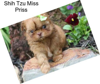 Shih Tzu Miss Priss