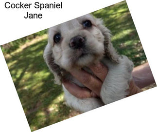 Cocker Spaniel Jane