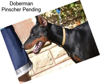 Doberman Pinscher Pending