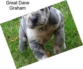 Great Dane Graham