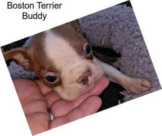 Boston Terrier Buddy