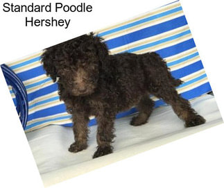 Standard Poodle Hershey