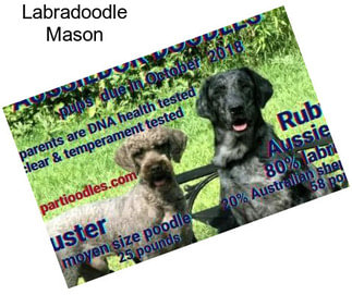 Labradoodle Mason