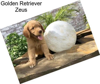 Golden Retriever Zeus