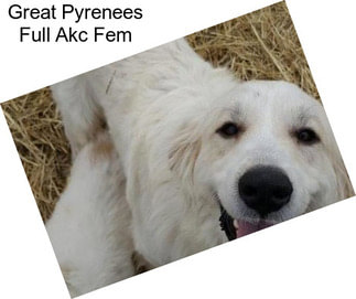 Great Pyrenees Full Akc Fem