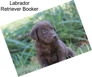 Labrador Retriever Booker