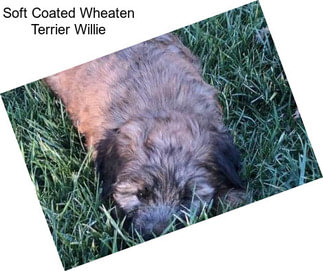 Soft Coated Wheaten Terrier Willie