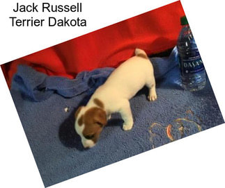 Jack Russell Terrier Dakota