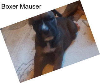 Boxer Mauser