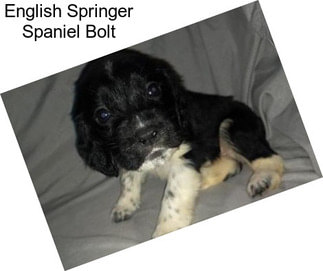 English Springer Spaniel Bolt
