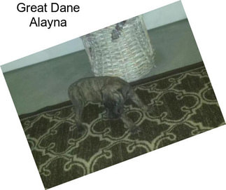 Great Dane Alayna