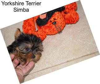 Yorkshire Terrier Simba