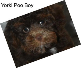 Yorki Poo Boy