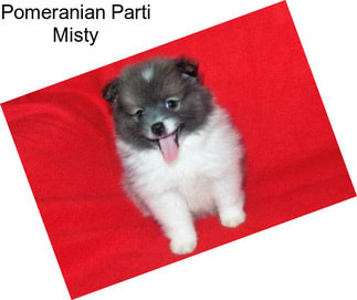 Pomeranian Parti Misty