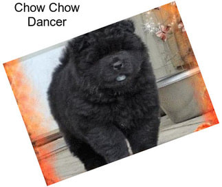 Chow Chow Dancer