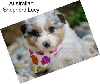 Australian Shepherd Lucy