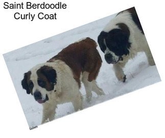 Saint Berdoodle Curly Coat