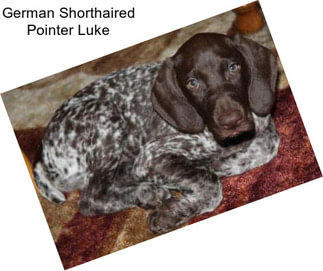 German Shorthaired Pointer Luke