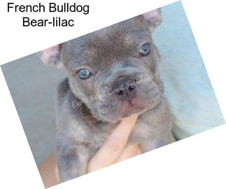 French Bulldog Bear-lilac
