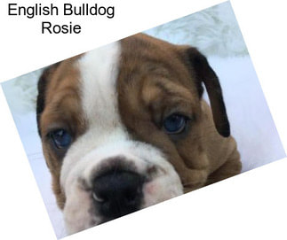English Bulldog Rosie