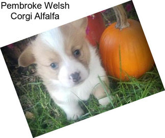 Pembroke Welsh Corgi Alfalfa