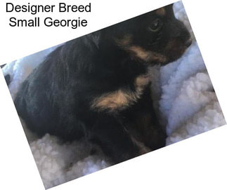 Designer Breed Small Georgie