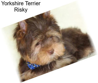 Yorkshire Terrier Risky