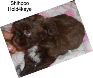 Shihpoo Hold4kaye