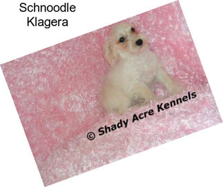 Schnoodle Klagera