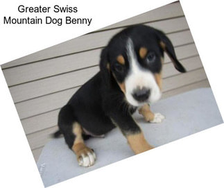 Greater Swiss Mountain Dog Benny