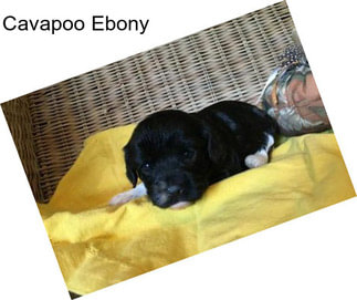 Cavapoo Ebony