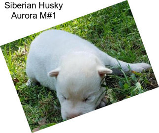 Siberian Husky Aurora M#1