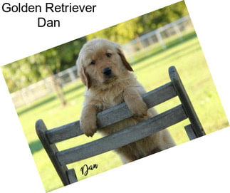Golden Retriever Dan