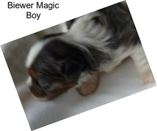 Biewer Magic Boy