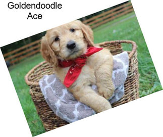 Goldendoodle Ace