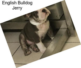English Bulldog Jerry
