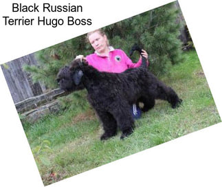 Black Russian Terrier Hugo Boss