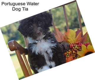 Portuguese Water Dog Tia