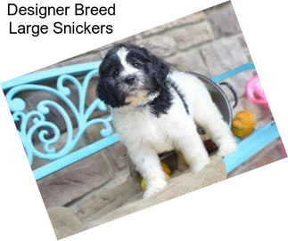 Designer Breed Large Snickers