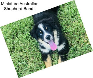 Miniature Australian Shepherd Bandit