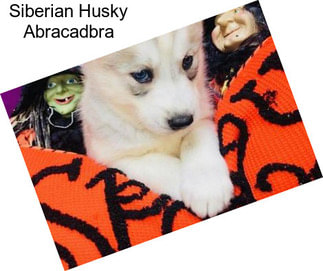 Siberian Husky Abracadbra