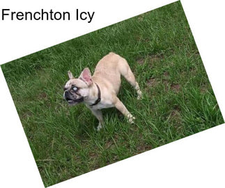 Frenchton Icy